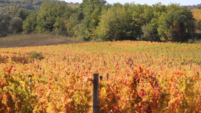 Ottimismo per la vendemmia 202