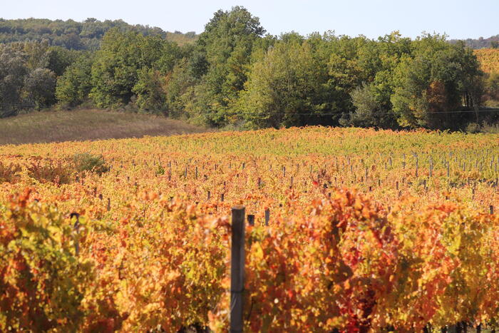 Ottimismo Per La Vendemmia 202