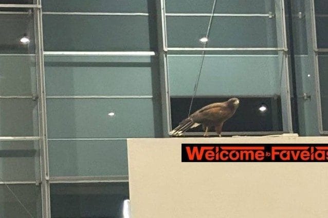 Poiana di Harris avvistata nella stazione di Roma Tiburtina: rapace confuso tra i viaggiatori