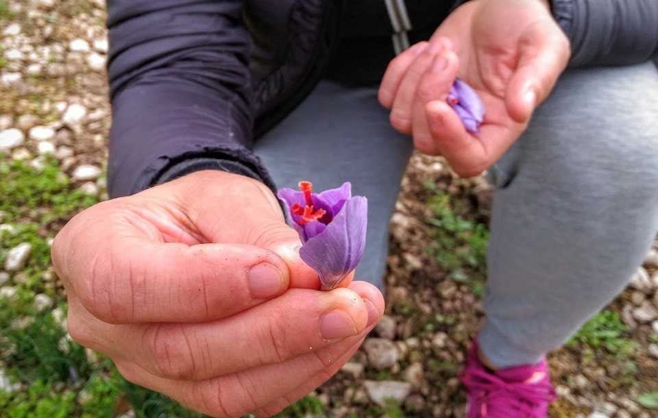 San Pio delle Camere si prepara a celebrare lo zafferano D.O.P. con un evento imperdibile