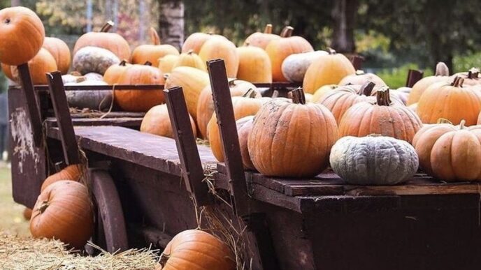 Scopri I Migliori Pumpkin Patc