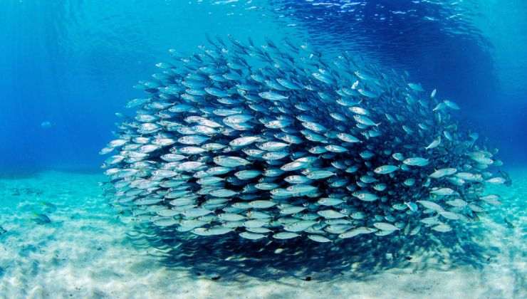 Barriera Corallina, Non Occorre Andare Lontano