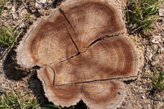 Sei alberi abbattuti a Villa B