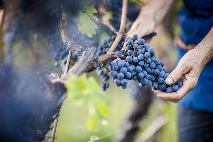 Vendemmia 2024 In Alto Adige3A