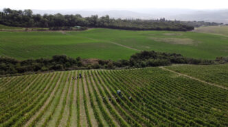 Vendemmia Tardiva A Montalcino