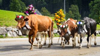 Viterbo Celebra La Quindicesim