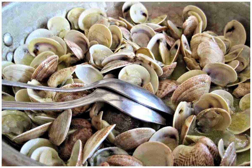 Allerta Vongole