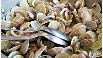 Allerta Vongole