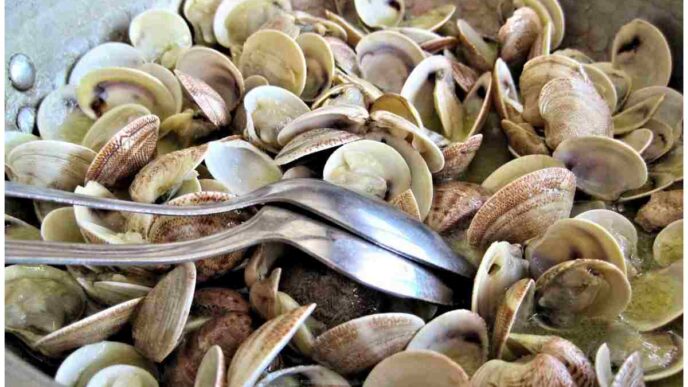 Allerta Vongole