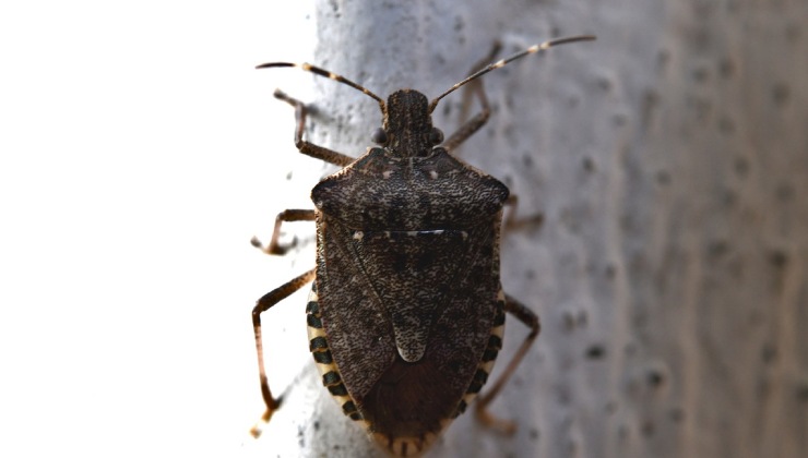 Cimice Invasioni A Casa