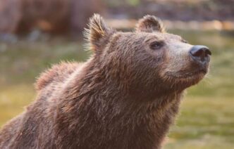 Processed Aggressione Di Un Orso In Tren