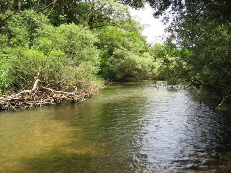 Abruzzo: Salvataggio della biodiversità fluviale con il ripopolamento di trotelle mediterranee