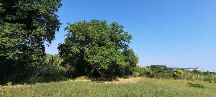 Ancona celebra un’importante quercia monumentale nel calendario nazionale del 2025