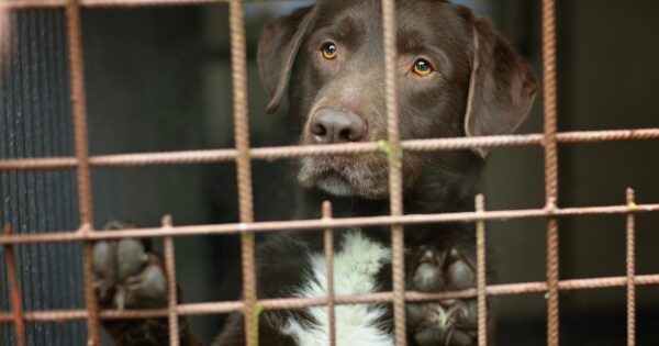 Blitz dei Carabinieri a Chivasso: tre arresti per traffico illegale di animali e altre accuse