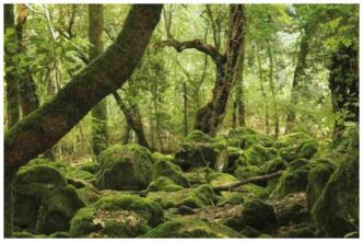 Bosco Di Biancaneve Dove Si Trova