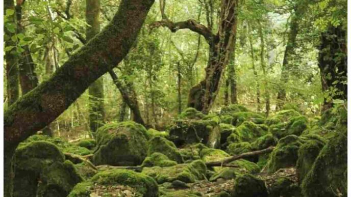 Bosco di Biancaneve dove si trova