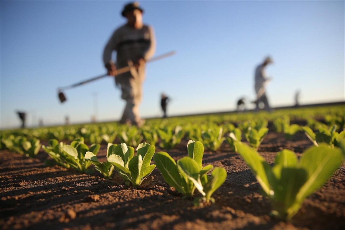 Contributi a fondo perduto per le aziende agricole abruzzesi: avviso pubblico per il 2024