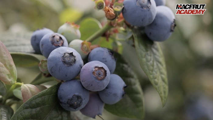 Crescita della filiera del mirtillo: focus sulla videolezione di Macfrut Academy