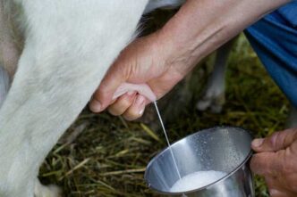 Crisi Del Latte Di Bufala3A Col