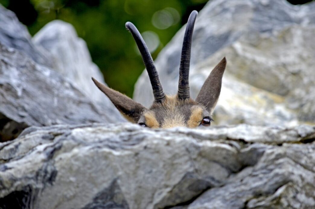 Crisi Nel Soccorso Della Fauna