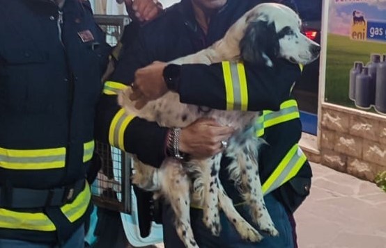 Cucciolo di setter inglese salvato lungo una strada pericolosa a Pescara