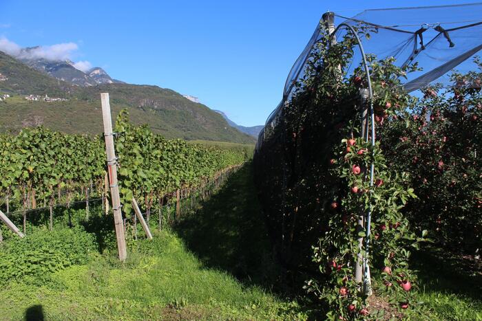 Dieci anni dopo: il successo dell’agricoltura familiare delle mele in Alto Adige