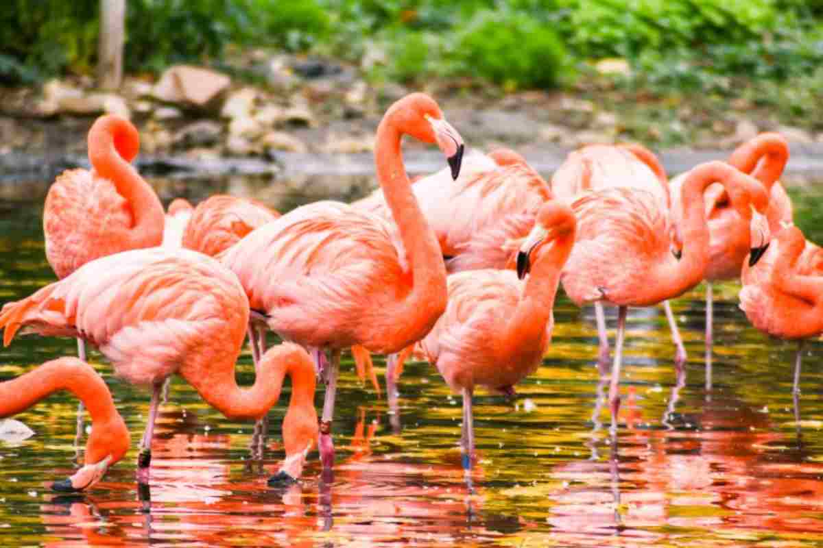 È il regno dei fenicotteri rosa, un vero paradiso: sono le uniche saline del Lazio, a due passi da Roma