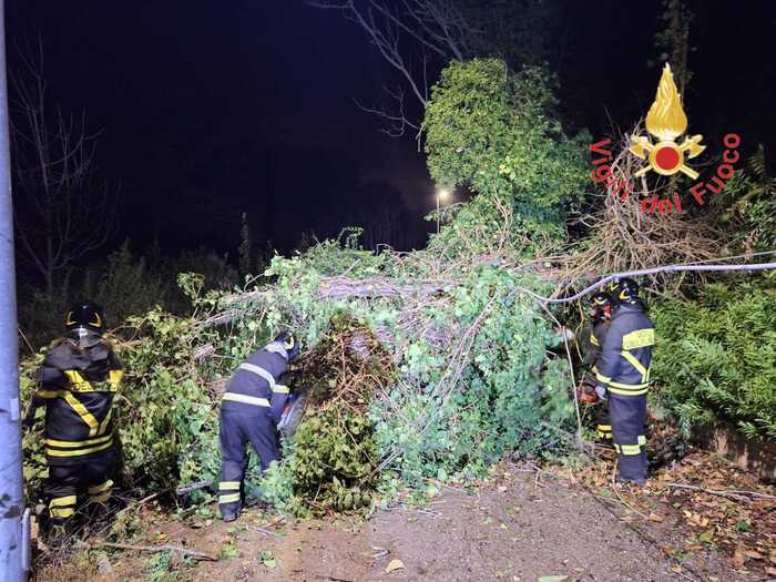 Forte vento flagella la Calabria: alberi abbattuti e disagi nelle province