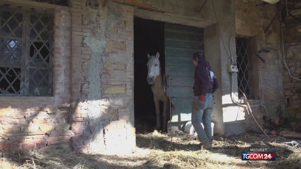 Gandalf3A Il Cavallo Bianco Di