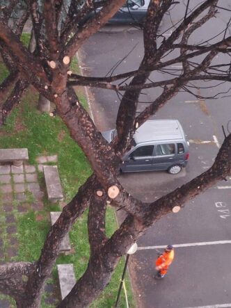 Giardinieri In Azione3A Alberi