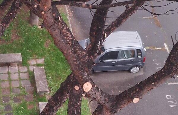 Giardinieri In Azione3A Alberi