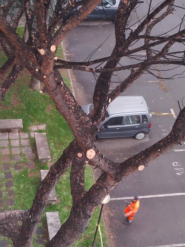 Giardinieri in azione: alberi potati finalmente in via A. Mammucari a Roma