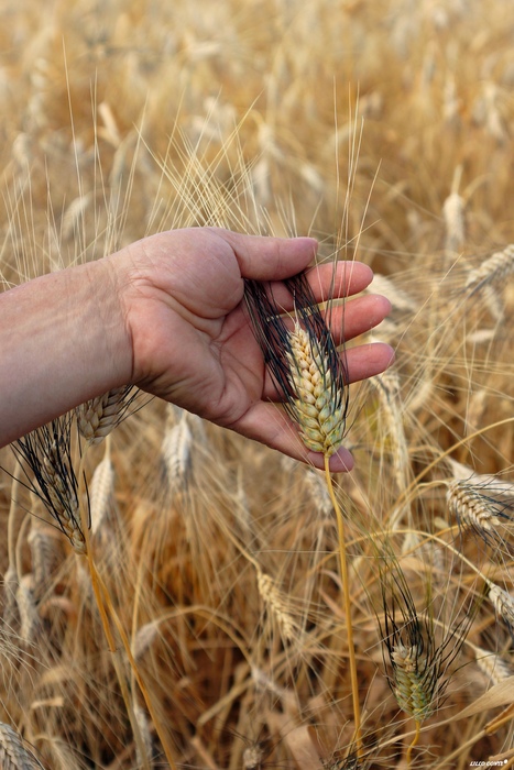 Il convegno E2809CBiologico A2B2B2BE2809D3A