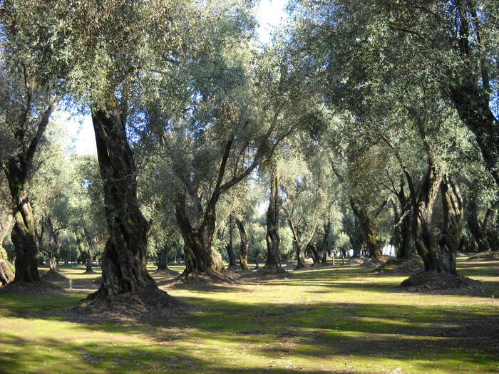 Il Futuro Delle Olive Da Tavol