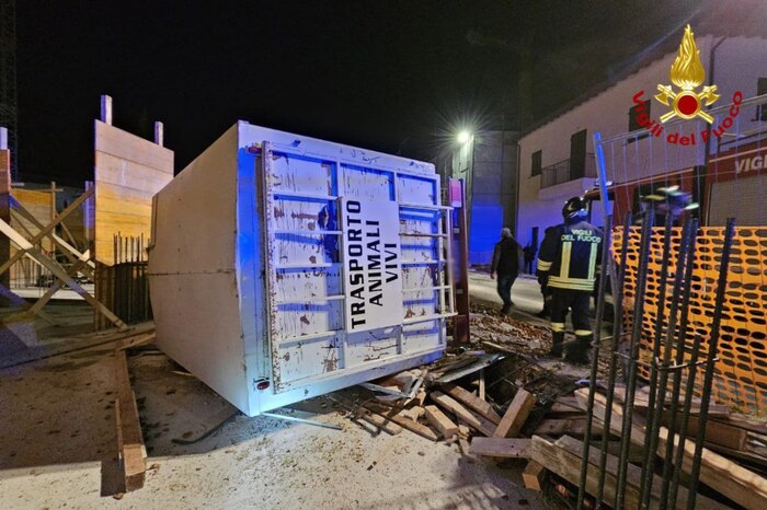 Incidente stradale in via Rosi: ribaltamento di un camion carico di ovini