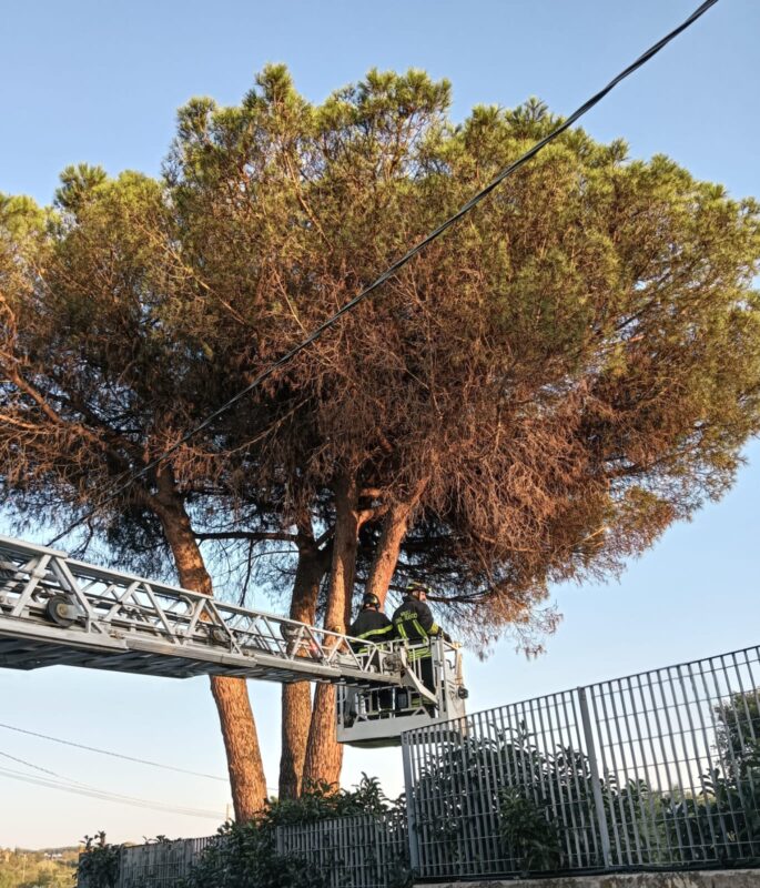 Intervento dei Vigili del Fuoco a Cerveteri: recuperati due gatti bloccati in un albero