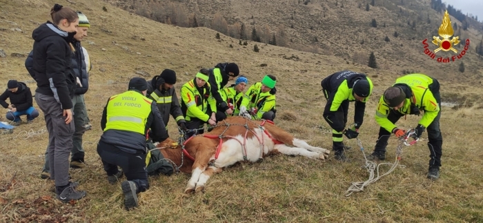 Intervento spettacolare per il recupero di due mucche fuggite da un orso sulle Alpi friulane