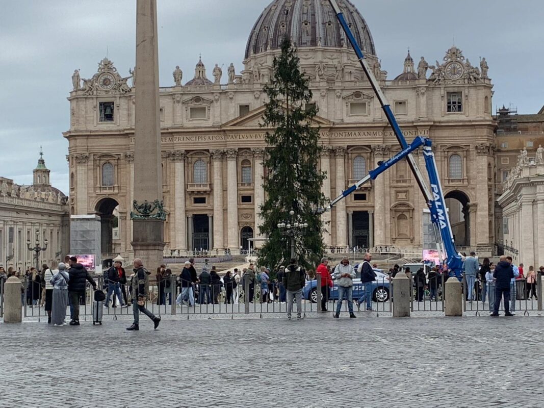 L’albero di Natale di Piazza San Pietro: il dibattito sull’abete trentino e l’inaugurazione imminente