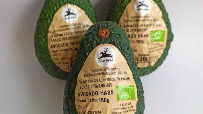 LE28099avocado biologico italiano3A