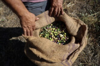 LE28099olio extra vergine di oliva