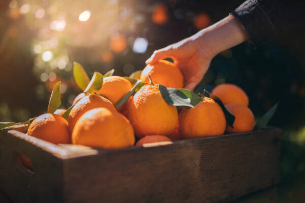 La Piana di Sibari si fa notare con il raccolto di arance e limoni precoci