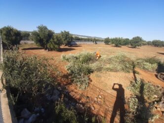 La Puglia In Allerta3A Gli Uliv