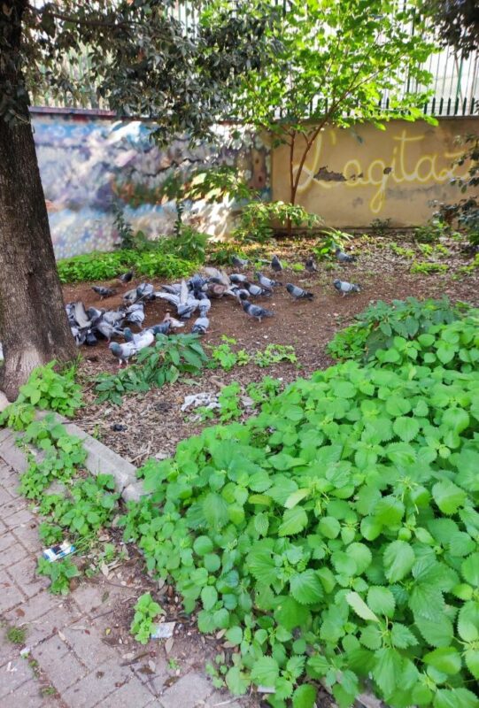 La curiosità urbana: una passeggiata tra degrado e bellezza in piazza Sabaudia