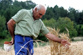 La Valorizzazione Dei Cereali