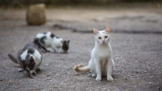 Ladispoli3A Un Gatto Colpito Da