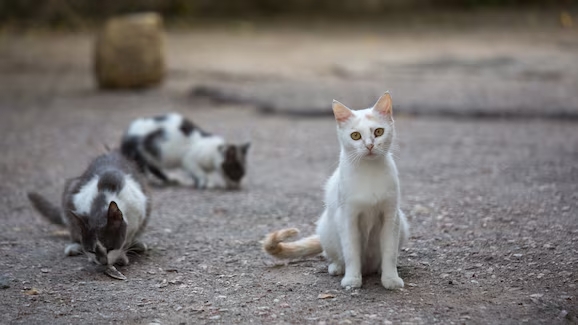 Ladispoli: Un gatto colpito da colpo di pistola scatena indagini e proteste