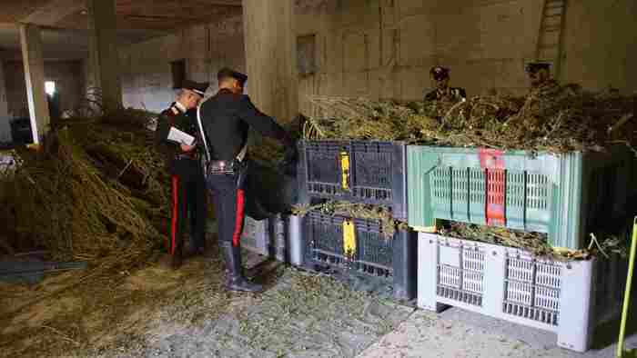 Maxi sequestro di marijuana a Camisano Vicentino: i carabinieri smantellano una serra clandestina