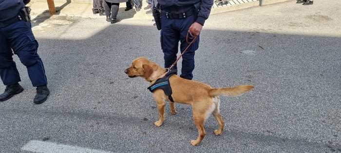 Operazione contro il traffico