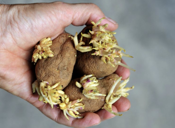 Le Patate Più A Rischio Si Riconoscono Facilmente Dal Loro Aspetto: Un Colore Verdastro, La Presenza Di Germogli