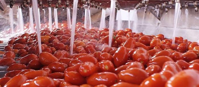 Produzione Di Pomodoro In Ital